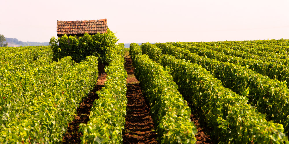 An ancient worker's shed sits in the middle of vibrant green Burgundy vineyards