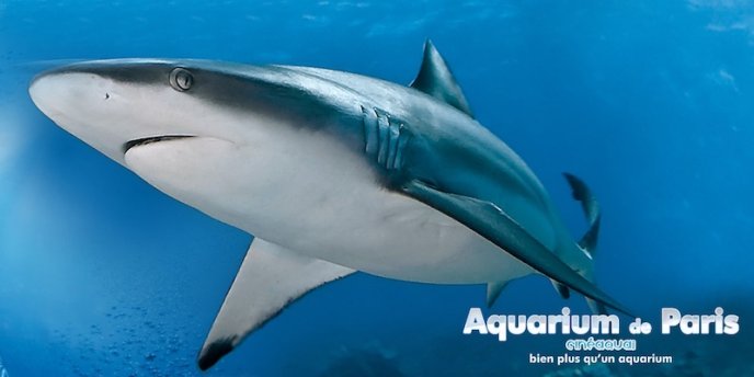 Shark swimming in a tank at CineAqua in Paris