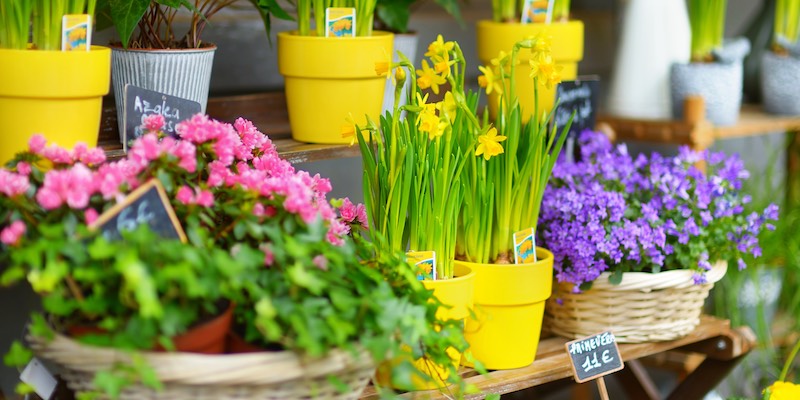 A lovely flower market in Paris