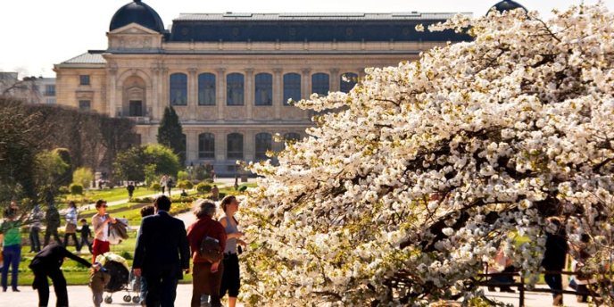 A flowering tree filled with sprintime white blossoms in the Jardin des Plantes