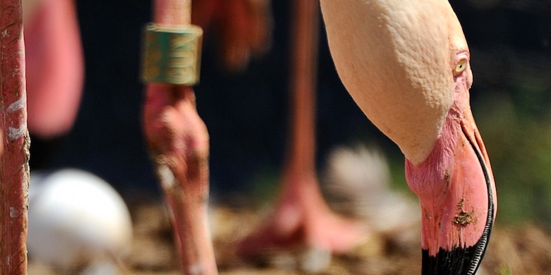 Flamingos at the large Paris Zoo