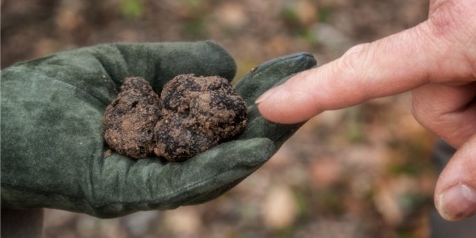 A woman's hand holds a luscious Black Truffle