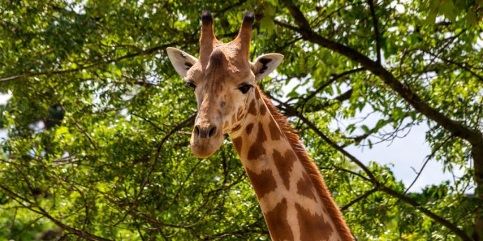 A giraffe at the Paris Zoological Park