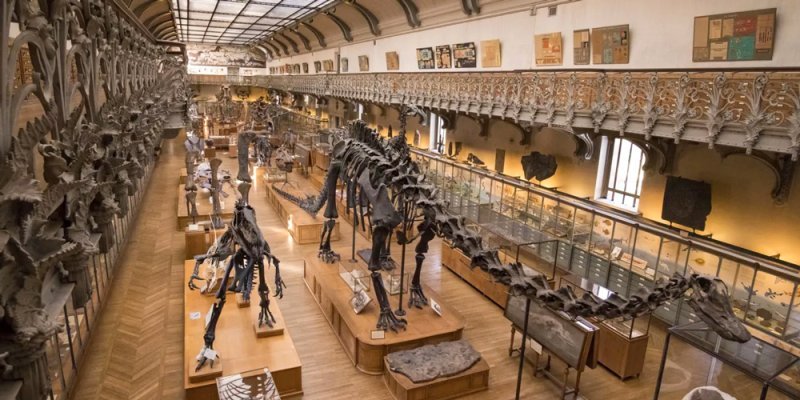 The prehistoric hall at the Paris Natural History Museum displaying skeletons of dinosaurs and other ancient, extinct creatures