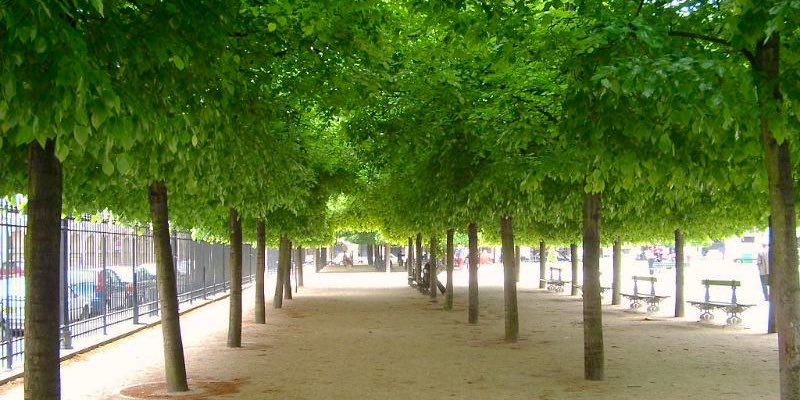 Trees in Paris