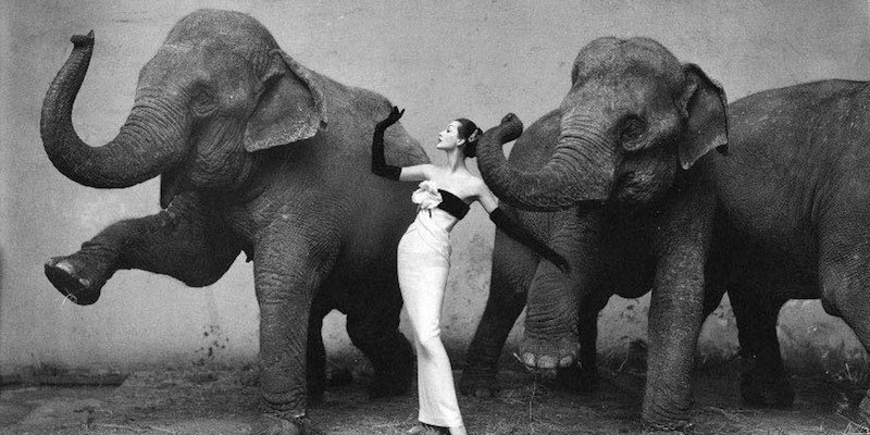 Dovima with Elephants