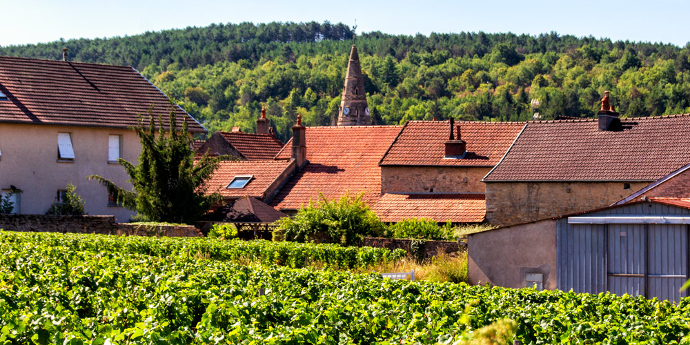 Burgundy vineyars with a wine village in the background