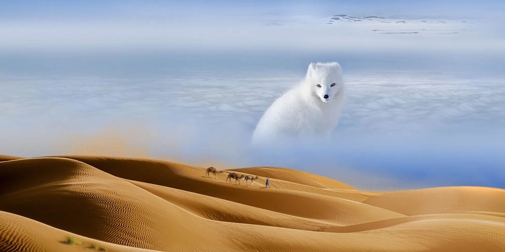 An artic fox in an arctic landscape juxtaposed with a desert scene with a camel caravan