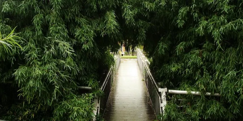 Bamboo Garden